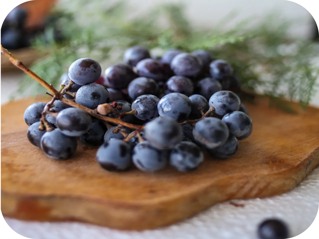 Resveratrol