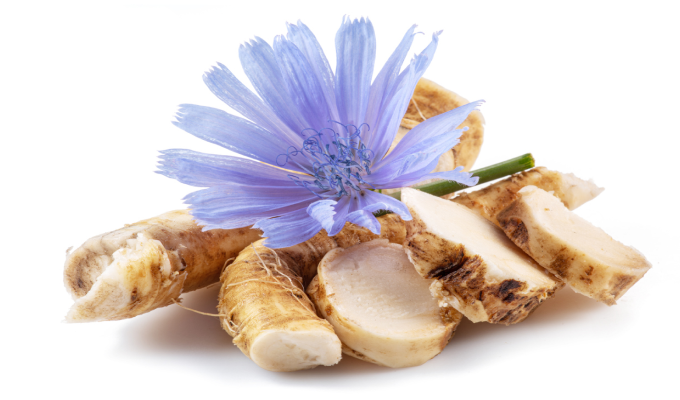 Chicory root